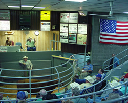 ocala livestock market